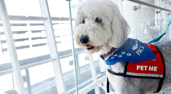 Find out what the Pre-Board Pals have been up to while the program is on “Paws.”